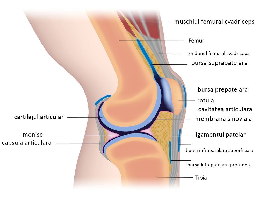 artroza articulației genunchiului și a bicicletei