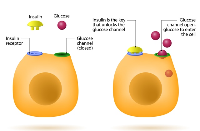Proficiency fund effective Insulina: Ce este si care este rolul ei in organism?