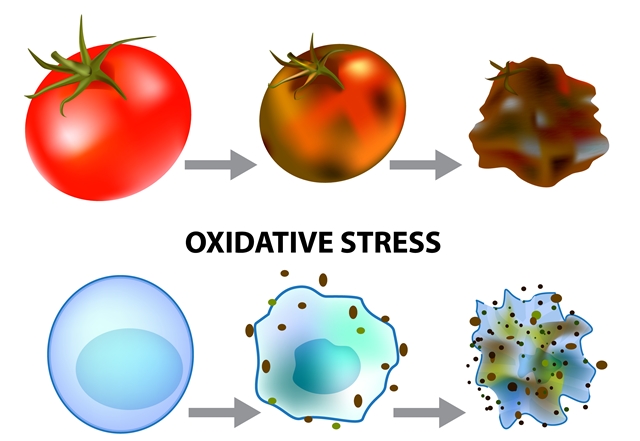 stresul oxidativ împotriva îmbătrânirii)