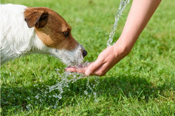 Ingrijirea Animalelor De Companie In Anotimpul Cald