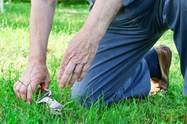 Dacă articulațiile de iarbă doare, Analize medicale recomandate în bolile transmise de căpușe