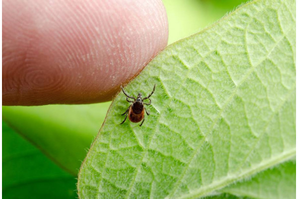 5 tipuri de muscaturi de insecte pe care nu trebuie sa le ignori