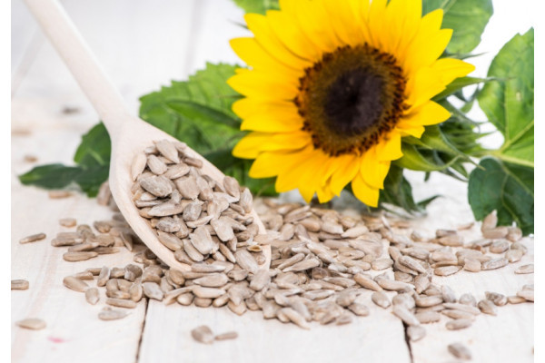 Seminţele de floarea-soarelui – un bun necesar în dieta sănătoasă