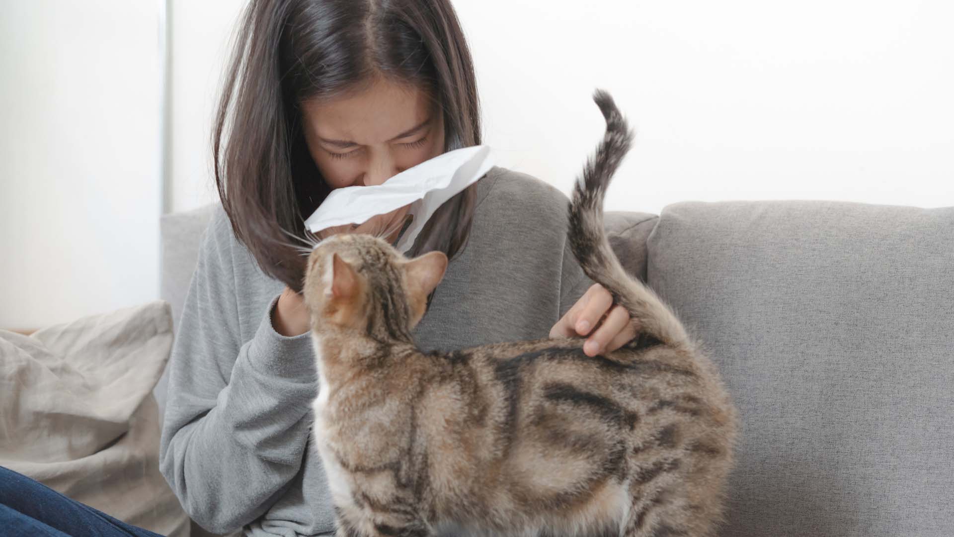 Alergia la parul de pisica: cauze, simptome, tratament