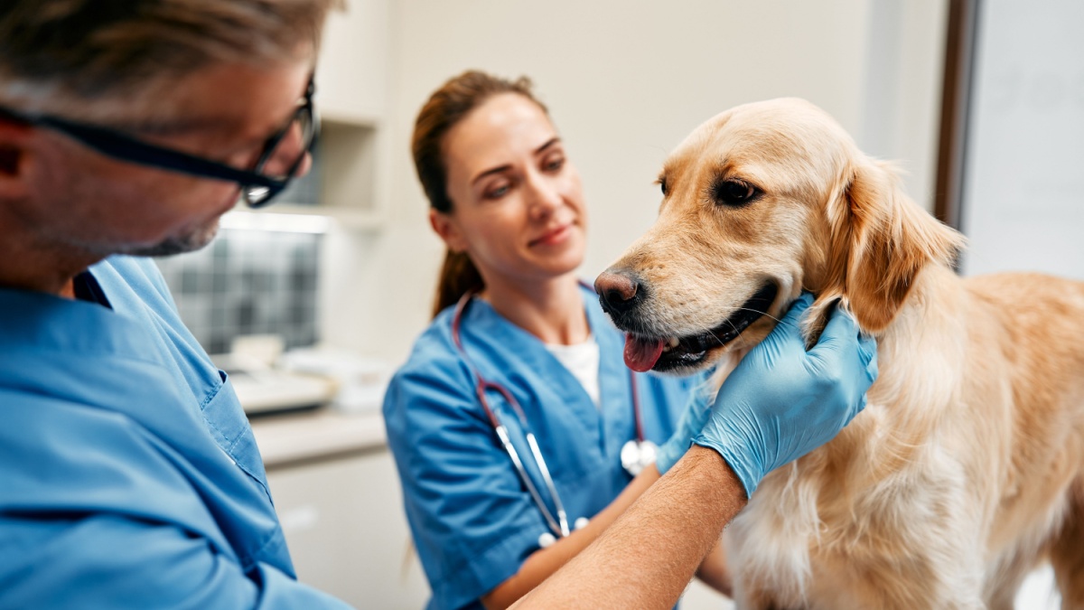 De ce e importanta deparazitarea animalelor, chiar si pentru sanatatea oamenilor