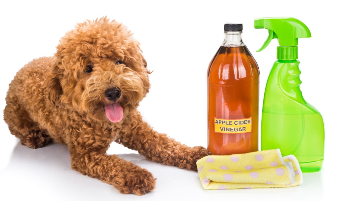 Intrebuintari ale otetului pe care orice detinator de animal de companie trebuie sa le stie
