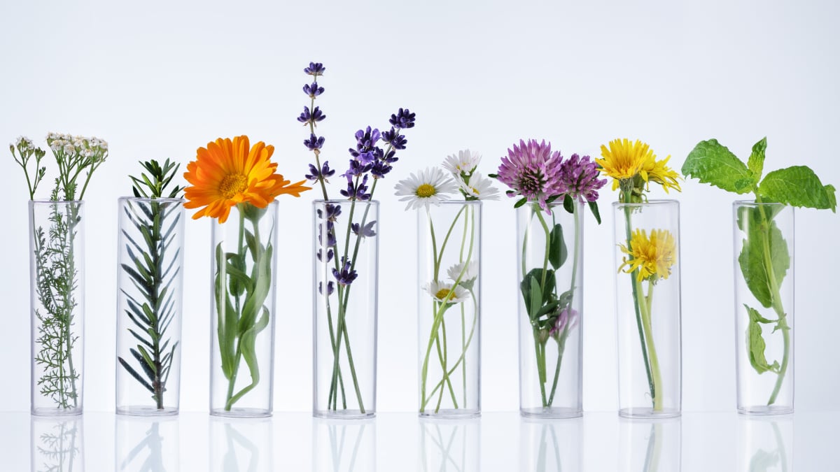 10 plante care amana imbatranirea pielii