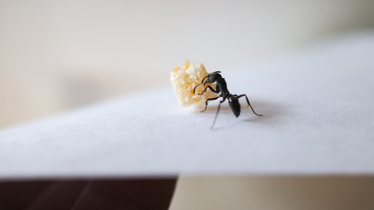 Remedii naturale pentru a tine insectele la distanta