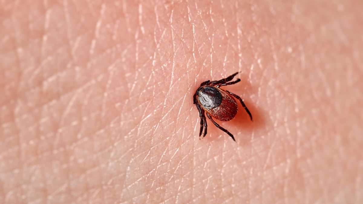 Pericolele mușcăturii de căpușă